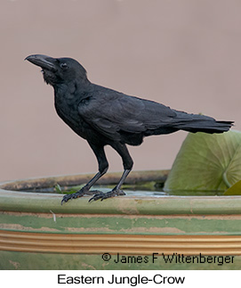 Eastern Jungle-Crow - © James F Wittenberger and Exotic Birding LLC