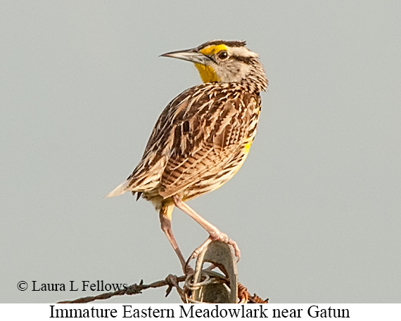 Eastern Meadowlark - © James F Wittenberger and Exotic Birding LLC