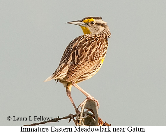 Eastern Meadowlark - © James F Wittenberger and Exotic Birding LLC Eastern Meadowlark - © James F Wittenberger and Exotic Birding LLC