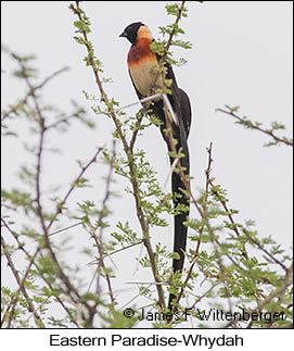 Eastern Paradise-Whydah - © James F Wittenberger and Exotic Birding LLC Eastern Paradise-Whydah - © James F Wittenberger and Exotic Birding LLC