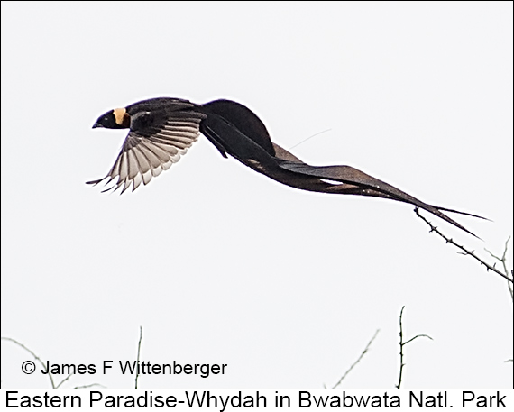 Eastern Paradise-Whydah - © James F Wittenberger and Exotic Birding LLC