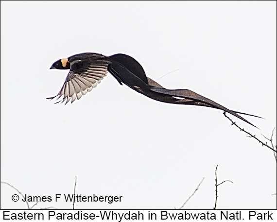 Eastern Paradise-Whydah - © James F Wittenberger and Exotic Birding LLC Eastern Paradise-Whydah - © James F Wittenberger and Exotic Birding LLC
