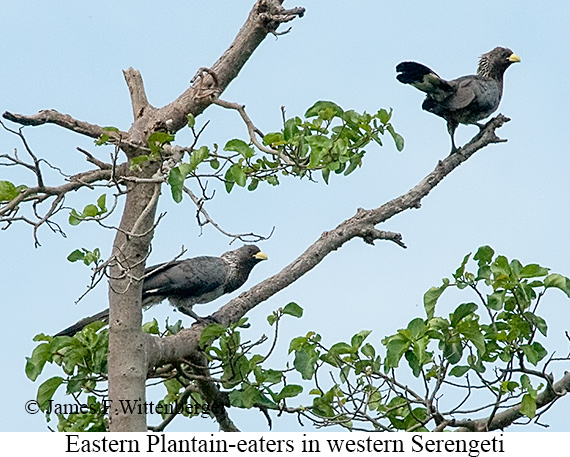 Eastern Plantain-eater - © James F Wittenberger and Exotic Birding LLC