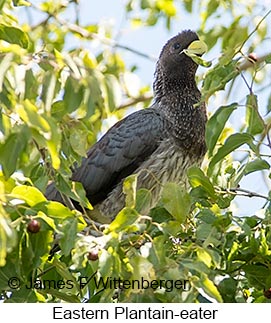 Eastern Plantain-eater - © James F Wittenberger and Exotic Birding LLC