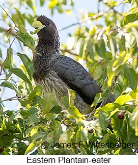 Eastern Plantain-eater - © James F Wittenberger and Exotic Birding LLC Eastern Plantain-eater - © James F Wittenberger and Exotic Birding LLC