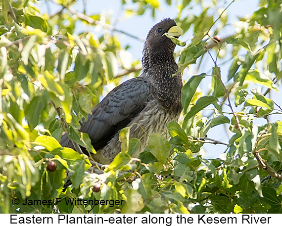 Eastern Plantain-eater - © James F Wittenberger and Exotic Birding LLC