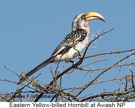 Eastern Yellow-billed Hornbill - © James F Wittenberger and Exotic Birding LLC Eastern Yellow-billed Hornbill - © James F Wittenberger and Exotic Birding LLC