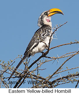 Eastern Yellow-billed Hornbill - © James F Wittenberger and Exotic Birding LLC