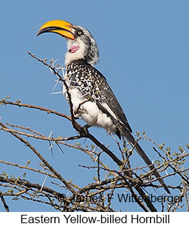 Eastern Yellow-billed Hornbill - © James F Wittenberger and Exotic Birding LLC
