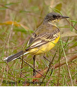Eastern Yellow Wagtail - © James F Wittenberger and Exotic Birding LLC