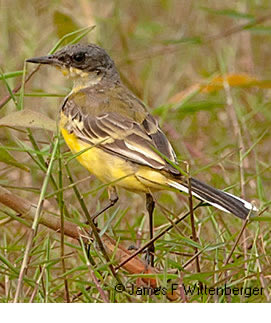 Eastern Yellow Wagtail - © James F Wittenberger and Exotic Birding LLC