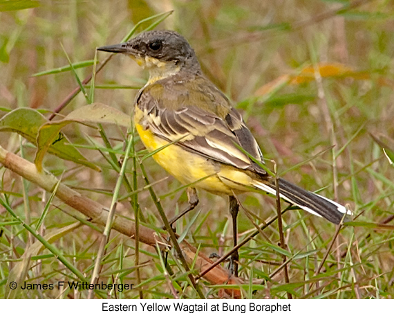 Eastern Yellow Wagtail - © James F Wittenberger and Exotic Birding LLC