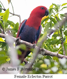 Eclectus Parrot - © James F Wittenberger and Exotic Birding LLC