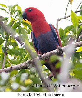 Eclectus Parrot - © James F Wittenberger and Exotic Birding LLC Eclectus Parrot - © James F Wittenberger and Exotic Birding LLC