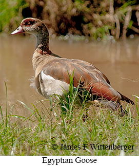 Egyptian Goose - © James F Wittenberger and Exotic Birding LLC