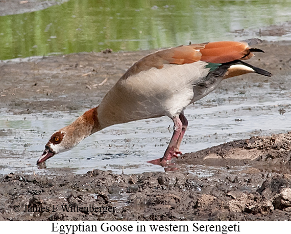 Egyptian Goose - © James F Wittenberger and Exotic Birding LLC