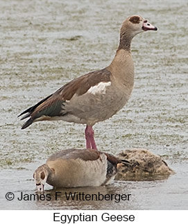 Egyptian Goose - © James F Wittenberger and Exotic Birding LLC