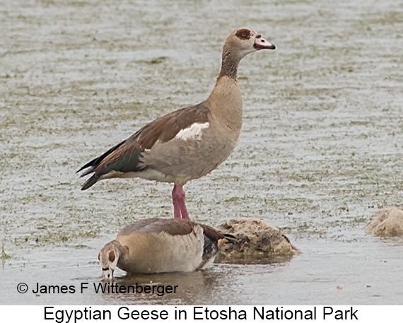 Egyptian Goose - © James F Wittenberger and Exotic Birding LLC Egyptian Goose - © James F Wittenberger and Exotic Birding LLC