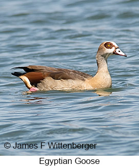 Egyptian Goose - © James F Wittenberger and Exotic Birding LLC