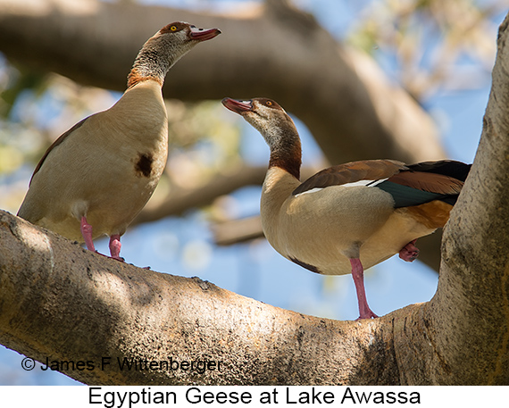 Egyptian Goose - © James F Wittenberger and Exotic Birding LLC