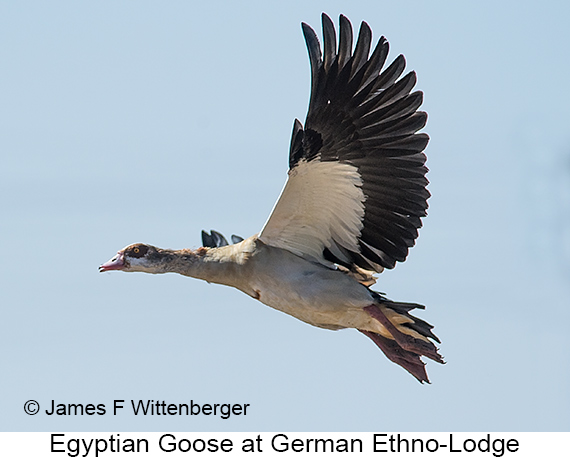 Egyptian Goose - © The Photographer and Exotic Birding LLC
