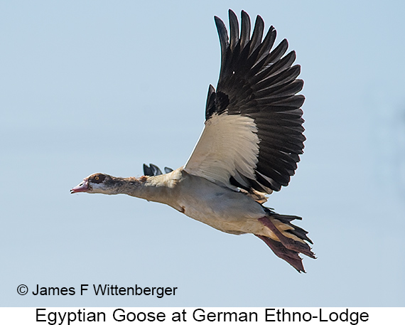 Egyptian Goose - © James F Wittenberger and Exotic Birding LLC