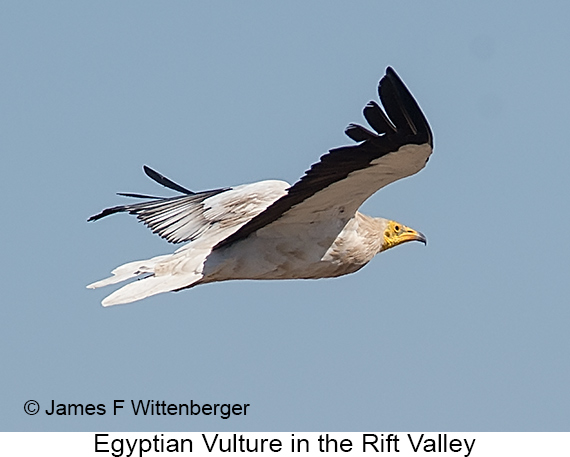 Egyptian Vulture - © James F Wittenberger and Exotic Birding LLC