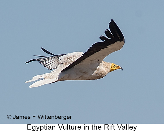 Egyptian Vulture - © James F Wittenberger and Exotic Birding LLC Egyptian Vulture - © James F Wittenberger and Exotic Birding LLC