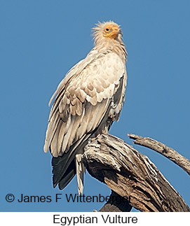 Egyptian Vulture - © James F Wittenberger and Exotic Birding LLC Egyptian Vulture - © James F Wittenberger and Exotic Birding LLC
