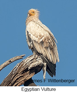 Egyptian Vulture - &copy; James F Wittenberger and Exotic Birding LLC