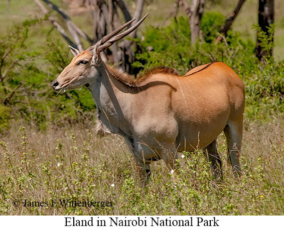 Eland - © James F Wittenberger and Exotic Birding LLC