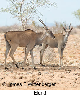 Eland - © James F Wittenberger and Exotic Birding LLC