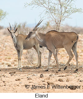 Eland - &copy; James F Wittenberger and Exotic Birding LLC
