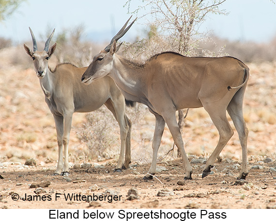 Eland - © James F Wittenberger and Exotic Birding LLC