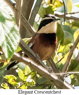 Elegant Crescentchest - &copy; James F Wittenberger and Exotic Birding LLC