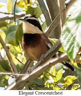 Elegant Crescentchest - &copy; James F Wittenberger and Exotic Birding LLC