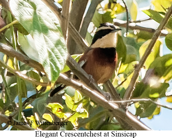Elegant Crescentchest - &copy; James F Wittenberger and Exotic Birding LLC