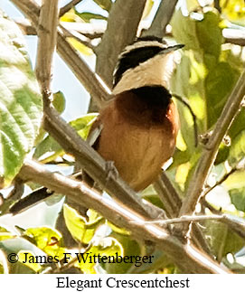 Elegant Crescentchest - &copy; James F Wittenberger and Exotic Birding LLC