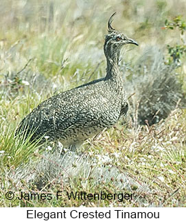 Elegant Crested-Tinamou - © James F Wittenberger and Exotic Birding LLC Elegant Crested-Tinamou - © James F Wittenberger and Exotic Birding LLC