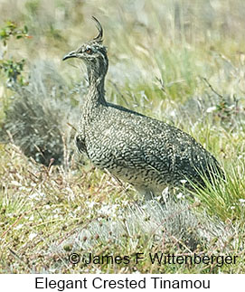 Elegant Crested-Tinamou - © James F Wittenberger and Exotic Birding LLC Elegant Crested-Tinamou - © James F Wittenberger and Exotic Birding LLC