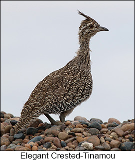 Elegant Crested-Tinamou  - Courtesy Argentina Wildlife Expeditions