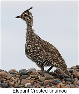 Elegant Crested-Tinamou  - Courtesy Argentina Wildlife Expeditions