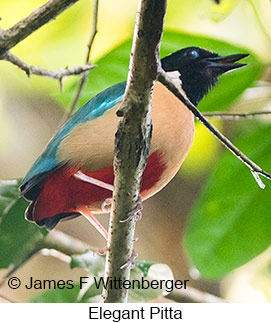 Elegant Pitta - © James F Wittenberger and Exotic Birding LLC