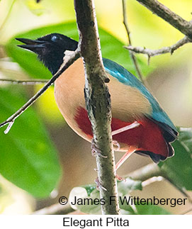 Elegant Pitta - © James F Wittenberger and Exotic Birding LLC