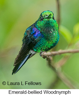 Crowned Woodnymph - © Laura L Fellows and Exotic Birding Tours