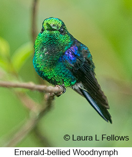 Crowned Woodnymph - © Laura L Fellows and Exotic Birding LLC