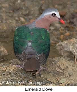 Emerald Dove - © James F Wittenberger and Exotic Birding LLC Emerald Dove - © James F Wittenberger and Exotic Birding LLC