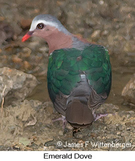 Emerald Dove - &copy; James F Wittenberger and Exotic Birding LLC
