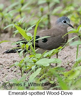 Emerald-spotted Wood-Dove - © James F Wittenberger and Exotic Birding LLC Emerald-spotted Wood-Dove - © James F Wittenberger and Exotic Birding LLC