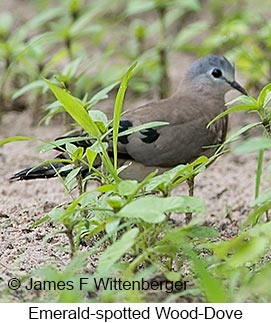 Emerald-spotted Wood-Dove - © James F Wittenberger and Exotic Birding LLC